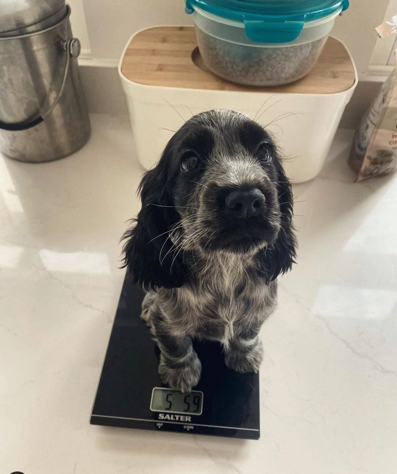 With max capacities between 5 - 20kg our kitchen scales are perfect for weighing pups. Which is great for us because we get tagged in some pretty cute pictures! 😍

📸This is the adorable @luna_bluena 🐶