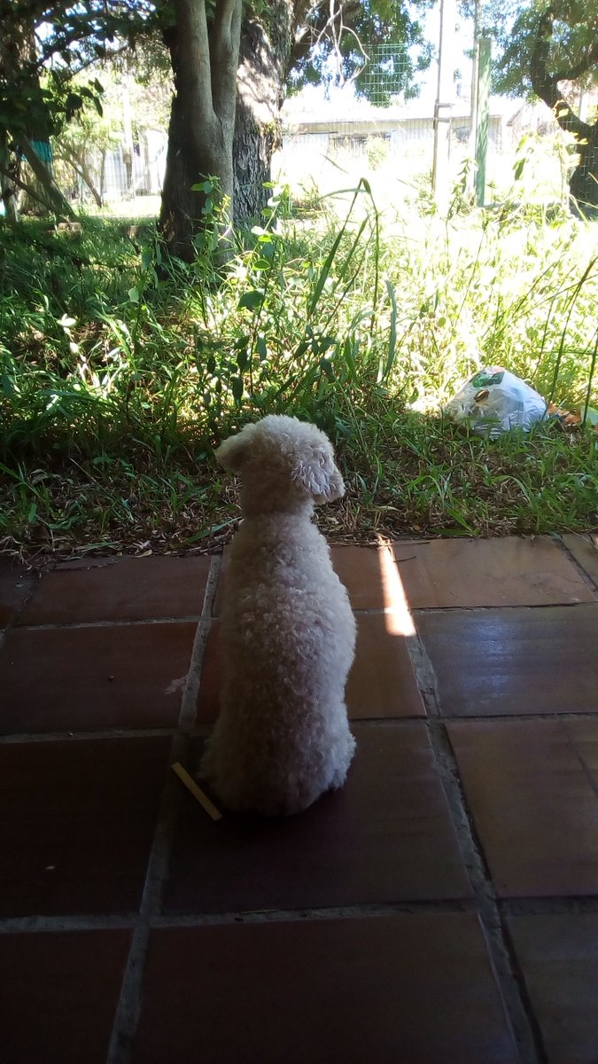 carolyrodri_'s tweet photo. A poodle mais amável do mundo, (a rip thread)

#teamamospolly
#rippolly https://t.co/23gpG9xSCc