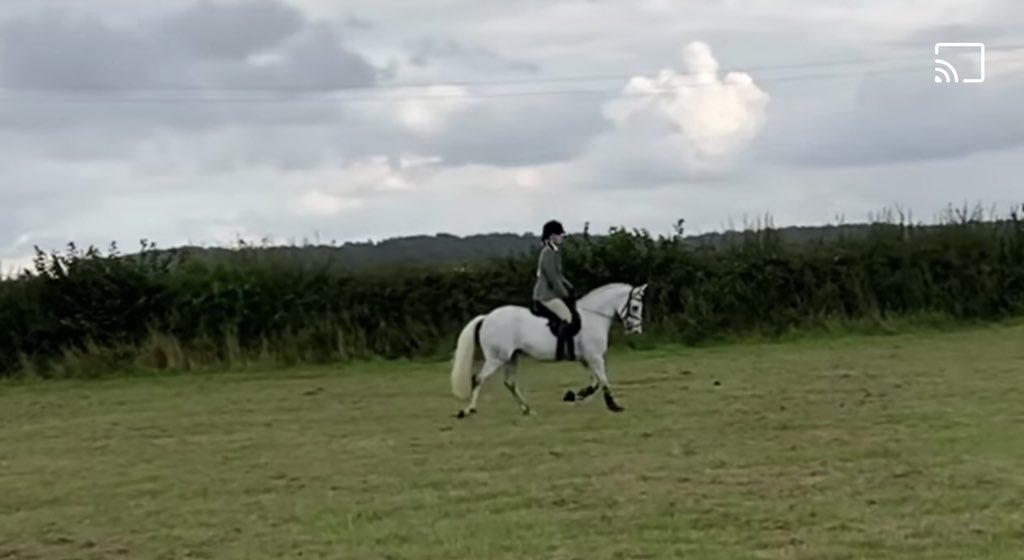 KeeleyDurhamEq1's tweet photo. A great day out meeting up with old friends and seeing Millie & Sky in action, enjoying all their preparation efforts for the Working Hunter class.
๐ดโจ
Itโs all about fun on a Sunday! ๐
#sky #workinghunter #teamwork #showjumping #family #memories #local #keeleydurhamequestrian https://t.co/HIv3Ue1Qqf
