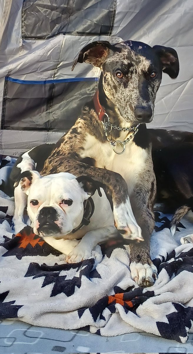 Rachh666's tweet photo. #camping #campinglife go big or go home.💪 https://t.co/QN0H2GPBfi