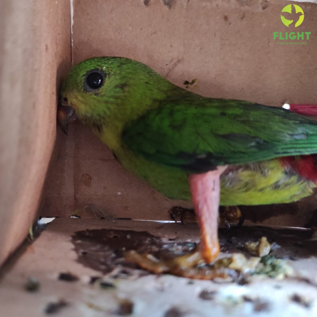 Oriental Bird Club Orientbirdclub Twitter