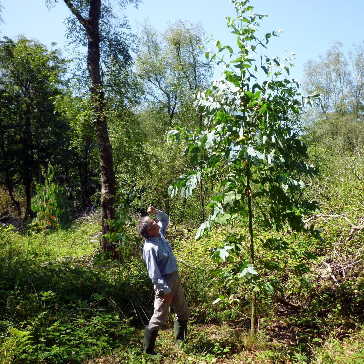 TilhillForestry's tweet photo. Amazing growth on this 2 year old Eucalyptus planted on the Gower in South Wales.  
This species has great potential in the right location.

#forestry #timber #trees #woodlands #forests #woodlandcreation #ukforests #forestcarbon #tilhill #climatechange #wales https://t.co/6skzEnhn0d