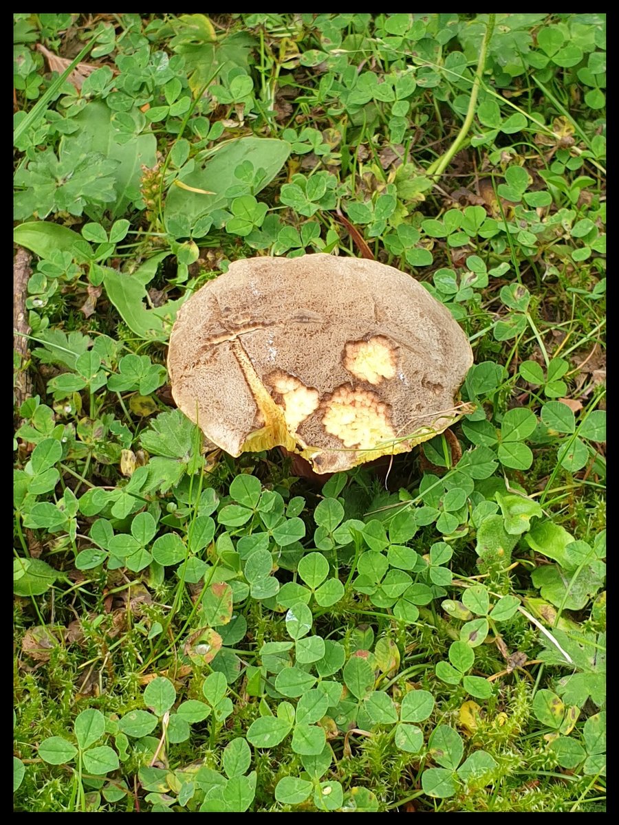 TheCemetress's tweet photo. Happy #MushroomMonday Everyone
ππββπ½π€
Wish you all a great start to the week!
#GardenOfStone
#GraveAndBeautiful
#CemeteryShrooms
#Mossome https://t.co/1BFVLCyLzU