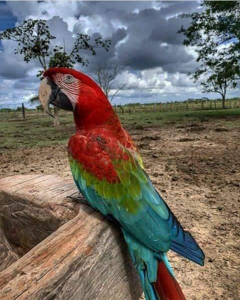 La bulla d una guacharaca, el relincho d la yegua al caporal, un motor q impulsa el ordeño, el crepitar d un fogón q huele a café, un grupo d becerros q braman en desespero por las mamas y el pezuñeo d animales entrando al corral. Sonidos. Decretan q la jornada comenzó #Estero bd