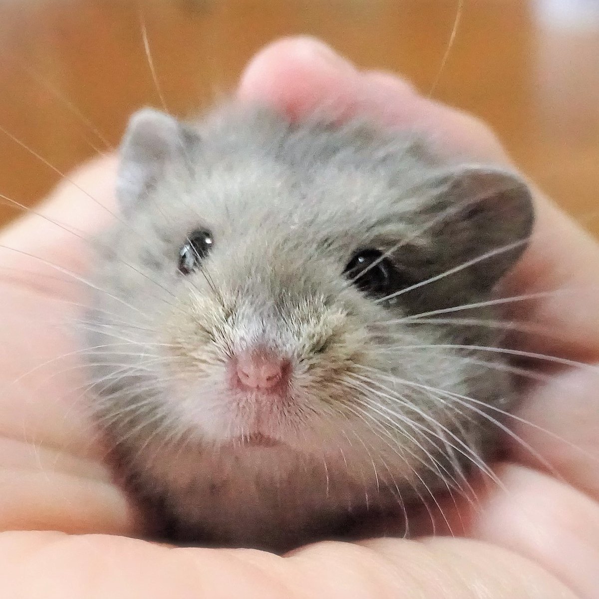 これを見た人は自分がかわいいと思う画像を1枚貼れ これを見た人は自分がかわいいと思う画像を1枚貼れ