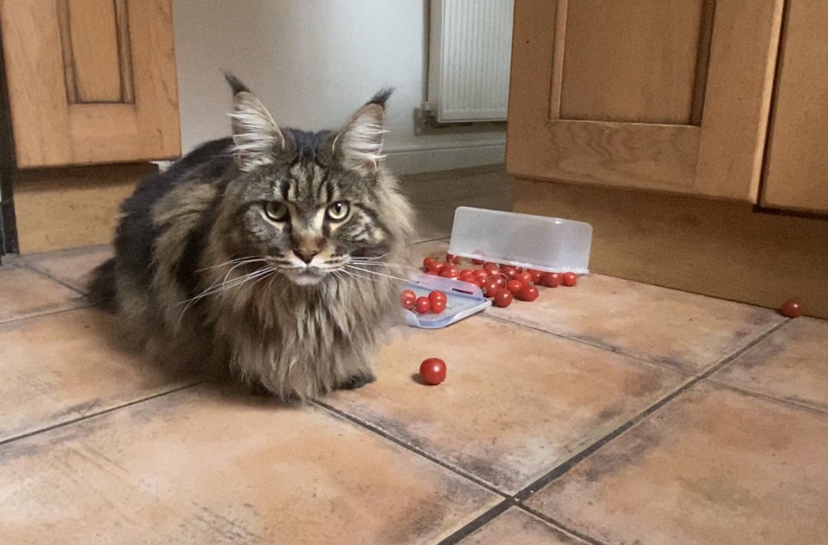 Jaspur1's tweet image. Morning all, the MOM has been out picking his tomato crop today and left a container on the counter before nipping out to fill another one. 
I appointed myself as quality controller and used the “gravity test” on them, some actually passed! 👍🏻
😸😸🐾
#CatsOfTwitter #cats #garden