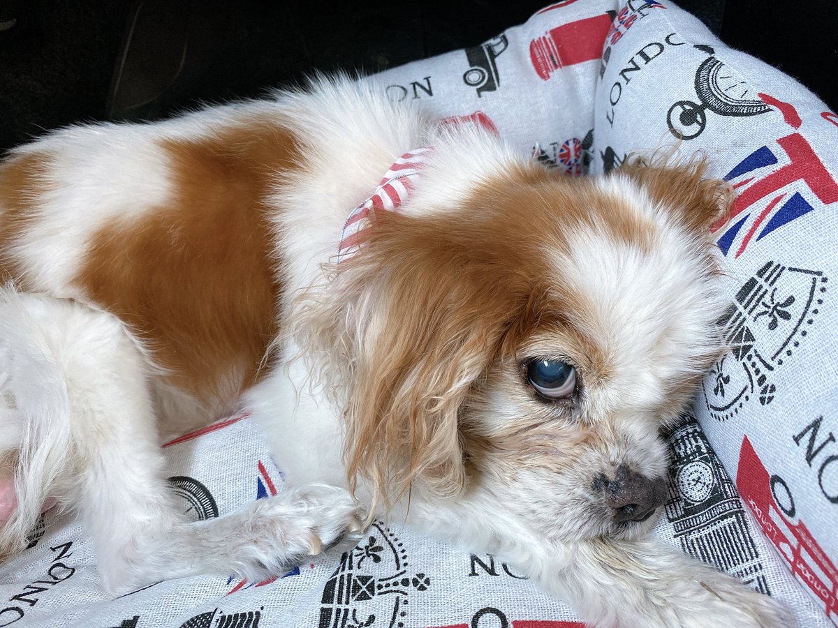 ねねはん あと2ヶ月と少しで17歳のねね 先生から キャバリアでこの年齢まで頑張ってる子は知ってる限り初めてかも と言われて嬉しい飼い主 おでこのイボ診てもらったけど塗り薬で良さそう いつもの大量のお薬もらって帰ります キャバリア 僧帽弁