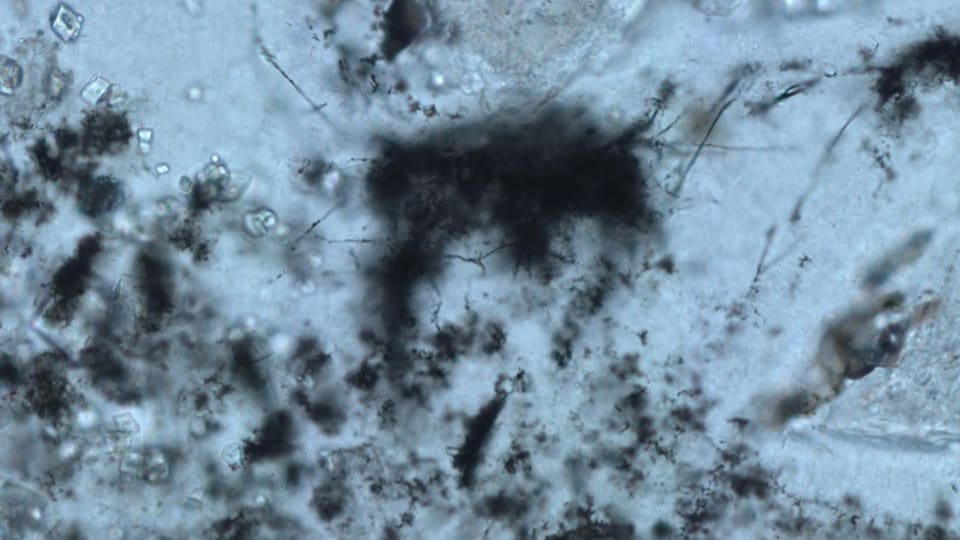 ISTerre_fr's tweet image. #ActuScientifique | 🔎 Une équipe de scientifiques étudie des #microfossiles découverts dans le &quot;berceau de la vie&quot; en Afrique du Sud vieux de 3,42 milliards d’années. 
▶ isterre.fr/french/actuali…