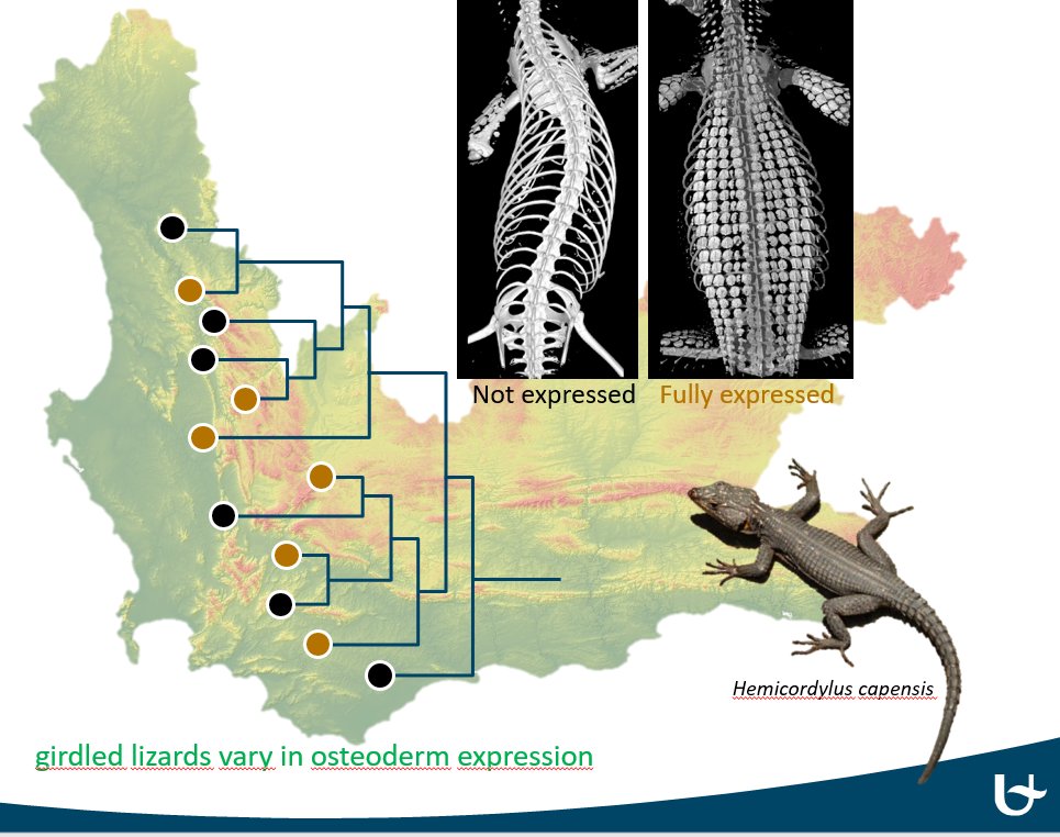 PhD position @UAntwerpen in Evolutionary Ecology @eveco on the ecology, biogeoraphy, and population genetics of skin armour evolution in South African lizards. Deadline September 1st. uantwerpen.be/en/jobs/vacanc…