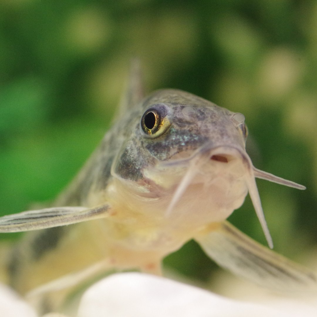 FishScienceLtd's tweet photo. Catfish have almost 4 times as many taste buds as a human. The taste buds are not restricted to their mouth so a fish can smell with its barbles, cheeks and even pectoral fins.
#fishscience #catfish #funfact https://t.co/M5hFPwKntU