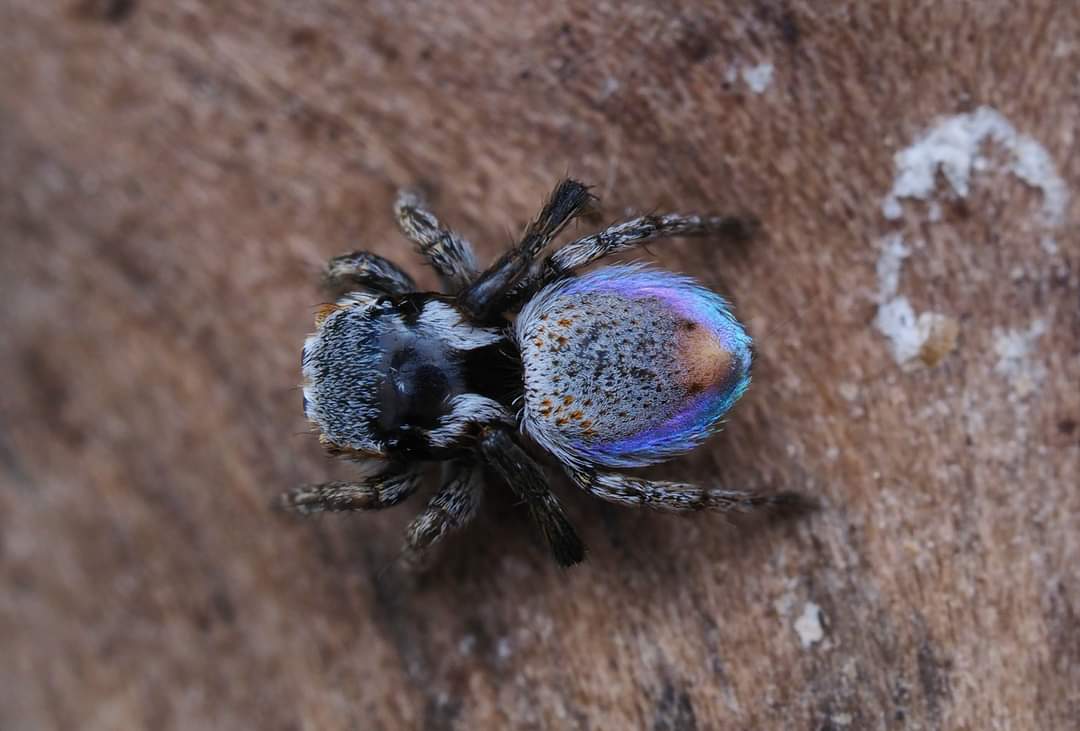Maratus julianneae, a rare grassland peacock spider known only from a single locality in central Queensland, Australia https://t.co/BzGBhSjjbp