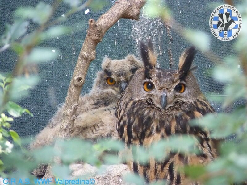 WWFitalia's tweet photo. Ieri nella Riserva e Oasi #WWF di #Valpredina (BG) è stato liberato un giovane gufo reale maschio nato in cattività da una coppia irrecuperabile alla vita selvatica Oltre al consueto anello di riconoscimento #ISPRA il rapace è dotato di apparato #GPS per studiarne gli spostamenti https://t.co/fP7X4AXJJu