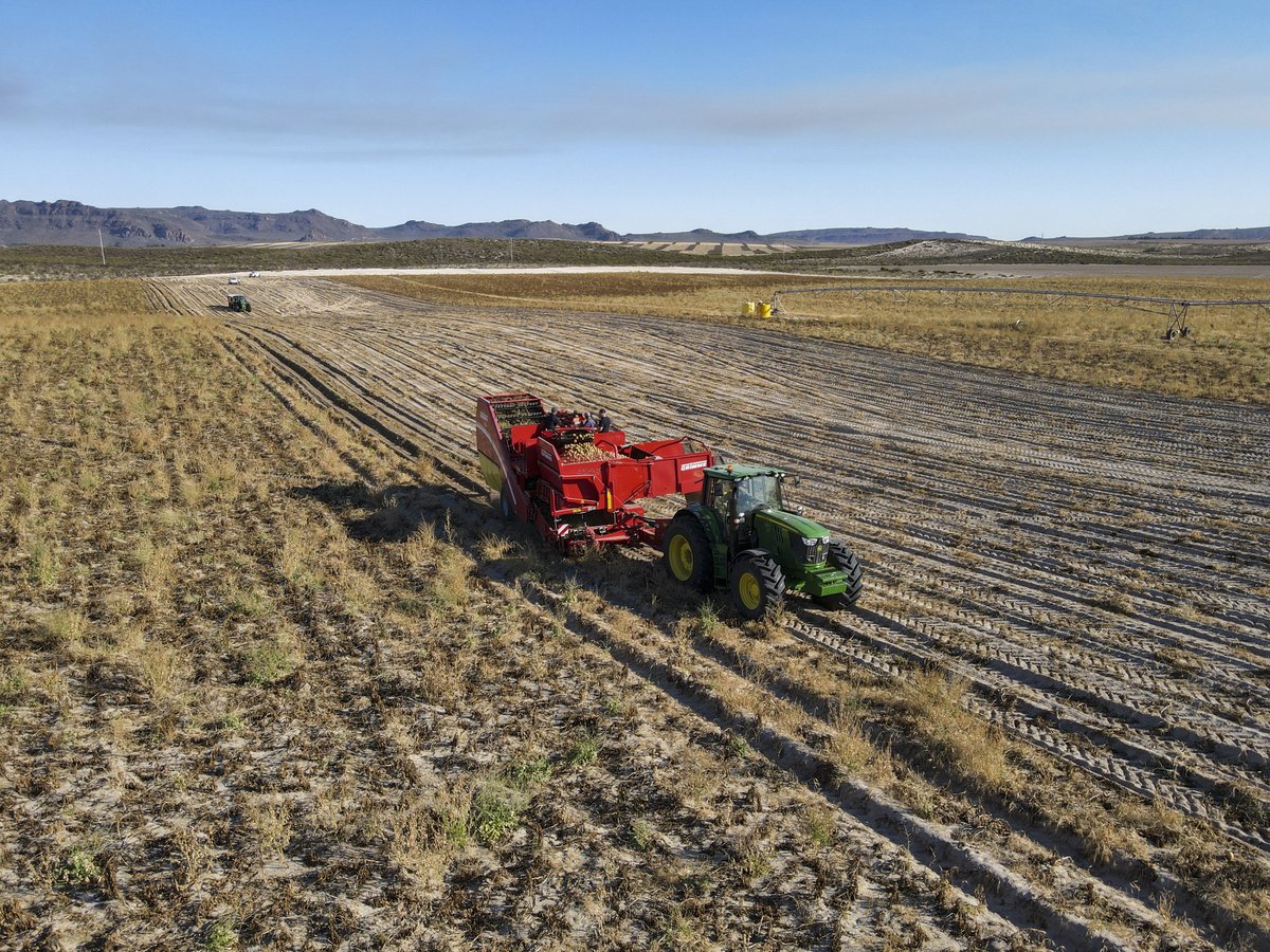 GRIMMEGroup's tweet photo. #PotatoMonday
Potato harvest with our SE 260 on white sand in Africa. 
#GRIMME #GRIMMEGroup #SE260 https://t.co/uDJIuUl2Ka