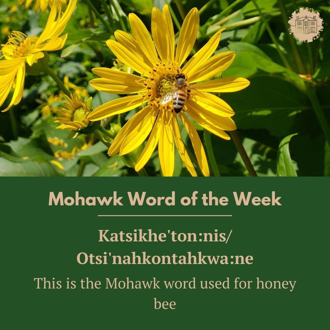 chiefswood's tweet image. Today’s #MohawkWordOfTheWeek is Katsikhe’ton:nis/Otsi’nahkontahkwa:ne 🐝

In the Mohawk language, Katsikhe’ton:nis/Otsi’nahkontahkwa:ne is used for honey bee!

This is a photo from our Tall Grass Prairies 🌻
