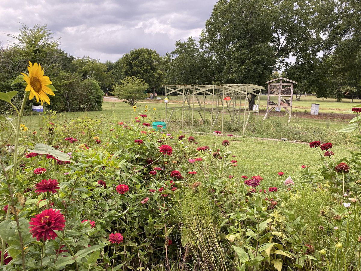 MSBugBlues's tweet photo. The teaching and observation garden is in full bloom and fruit! This week we enjoyed a collection of okra, peas, tomatoes, and peppers as well as a collection of fresh herbs and flowers. 🌱🌼🌶

#MSBugBlues #Gardening #Pollination #HandsOnTeaching https://t.co/exWMq6YIVx