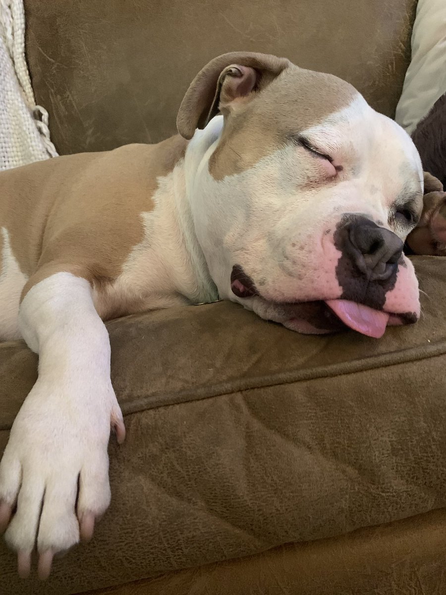 TheDogePoundNFT's tweet photo. Cuteness overload 😍

Some adorable photos from the dog photo contest in our Discord. Post a photo of your dog below 👇🏼 

Doges ❤️ Dogs https://t.co/xzcONdOVeB