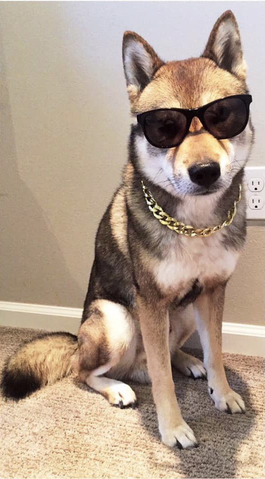 TheDogePoundNFT's tweet photo. Cuteness overload 😍

Some adorable photos from the dog photo contest in our Discord. Post a photo of your dog below 👇🏼 

Doges ❤️ Dogs https://t.co/xzcONdOVeB