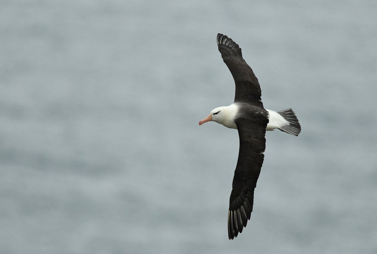 jonevans61's tweet photo. Finally managed to catch up with the Bempton Black-browed albatross. https://t.co/4lE9kG46Jg