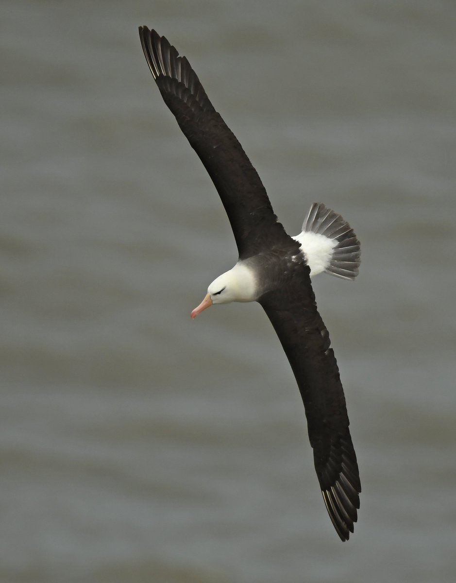 Finally managed to catch up with the Bempton Black-browed albatross.