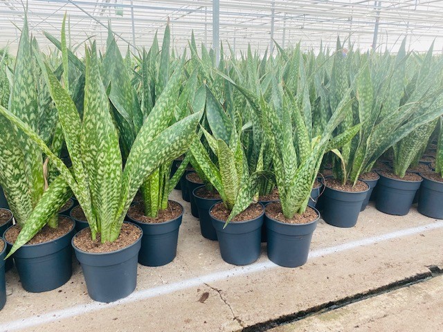 *new* Sansevieria Jaboa *new*💚