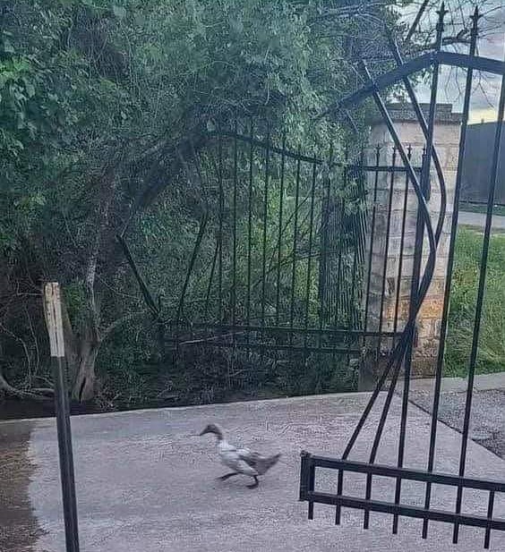 DeanJC420's tweet photo. Never underestimate the sheer strength of a duck! 🦆🦢 https://t.co/oyTgMZ08nT