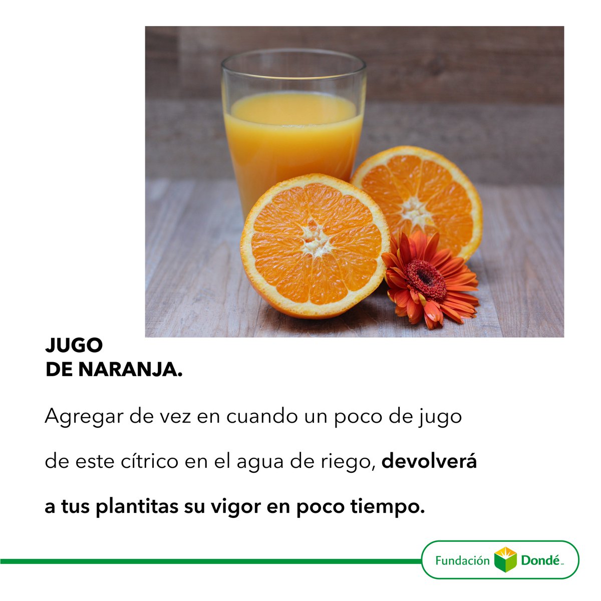 Agregar de jugo de #naranja al #agua de riego, aportará #minerales esenciales a la #tierra que nutre tus #plantas. Prepara este fertilizante y pide a los pequeños que te ayuden con ellas. Fomentarás en ellos el cuidado del medio ambiente, #responsabilidad y trabajo en equipo.