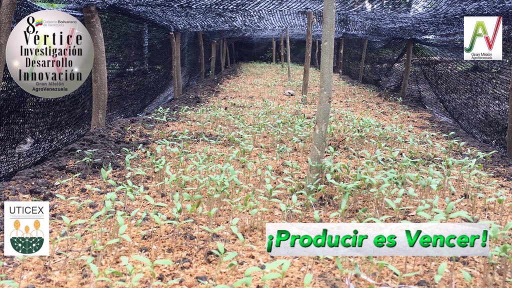 mision_8's tweet image. Desde la Turen Potencia Parroquia Canelones 

#SemanaRadicalConciente

¡#ProducirEsVencer!, Venciendo 
Produciendo.

#venezuela🇻🇪 
#granmisionagrovenezuela 
#Cultivandopatria 
#agricultura 

@NicolasMaduro 
@wcastroPSUV