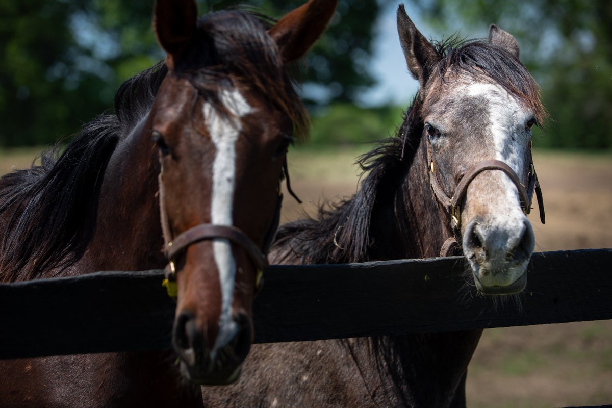 IrishHillFarm's tweet photo. OK Monday let's do this! #nybreds #thoroughbreads #mondays #saratogaracing #irishhillcenturyfarm https://t.co/3bp6Vrz1M3