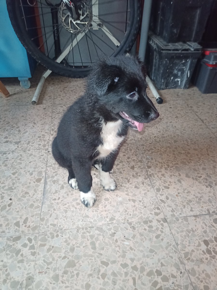 Provitas3's tweet photo. CACHORRITO ENCONTRADO Este precioso perrito vagaba solo por la Carretera  de Cornellà, frente al parque 11 de Septiembre de #Esplugues de Llobregat, ¿le reconoces? Pues contacta con nosotros en info@provitas.es o en el telf 938975195 ¡DIFUSIÓN! 
¿Nos ayudas, @perezreverte ? https://t.co/mhTZiTVOji