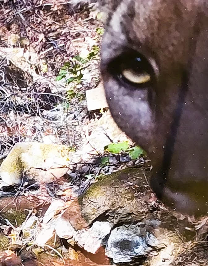 Love this chubby mountain Lion tagged on one of our wildlife cameras. A few days later we caught a cub picture too.
