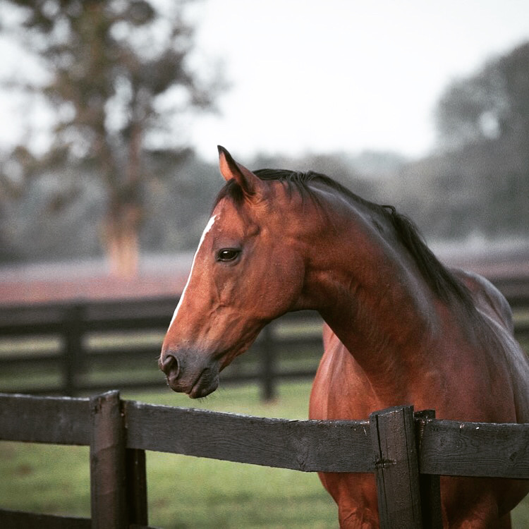 Middleburg is horse country ❤️ #middleburgva #loudoun #loveloudoun #virginia #loveva #horse #horsesofinstagram #countryliving #makeyourescape