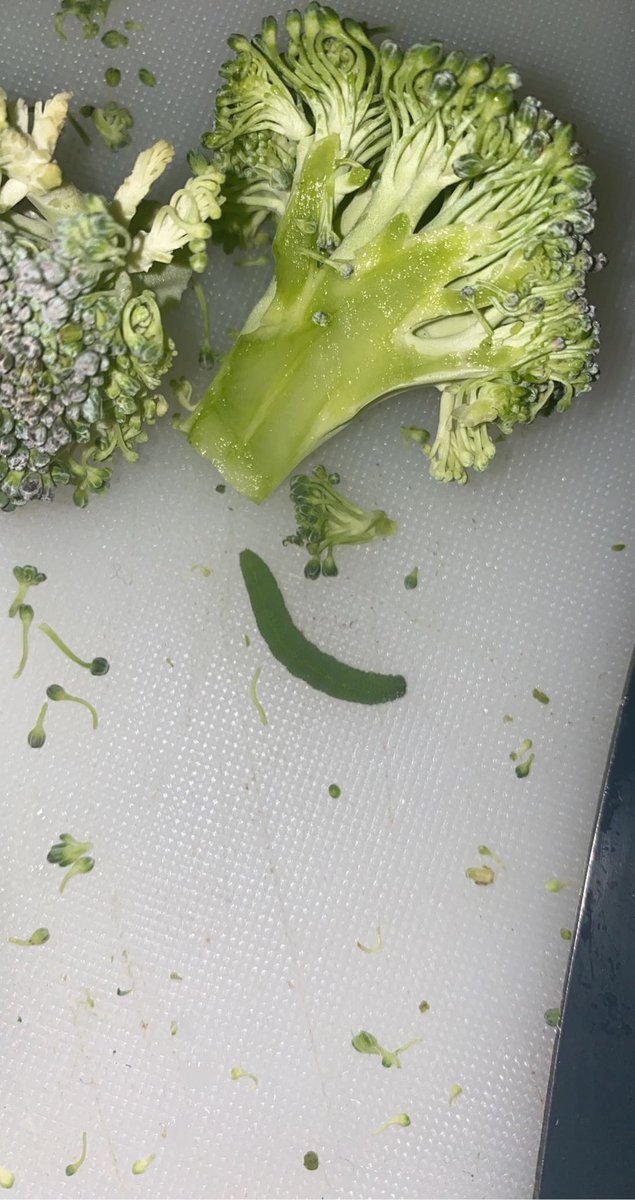 afaircloughx's tweet photo. Thankyou @Tesco for the free protein in my broccoli 🐛 https://t.co/5rPNvnKzGK