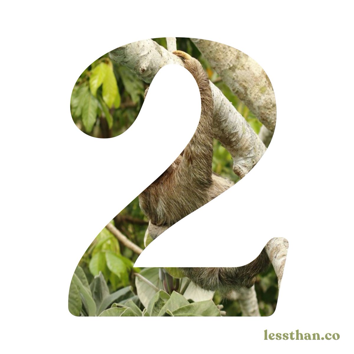 lessthan_co's tweet image. The wait is nearly over... 2 days to launch. 🌿🦥

#lessthan #launch #pygmysloth #sloth #criticallyendangered #species #jungle #countdown #slowliving #rainforest #jungle #costarica #endangered #animals #climber #london #ecobrand #ecofashion #conscious #organic #gots #slothlovers