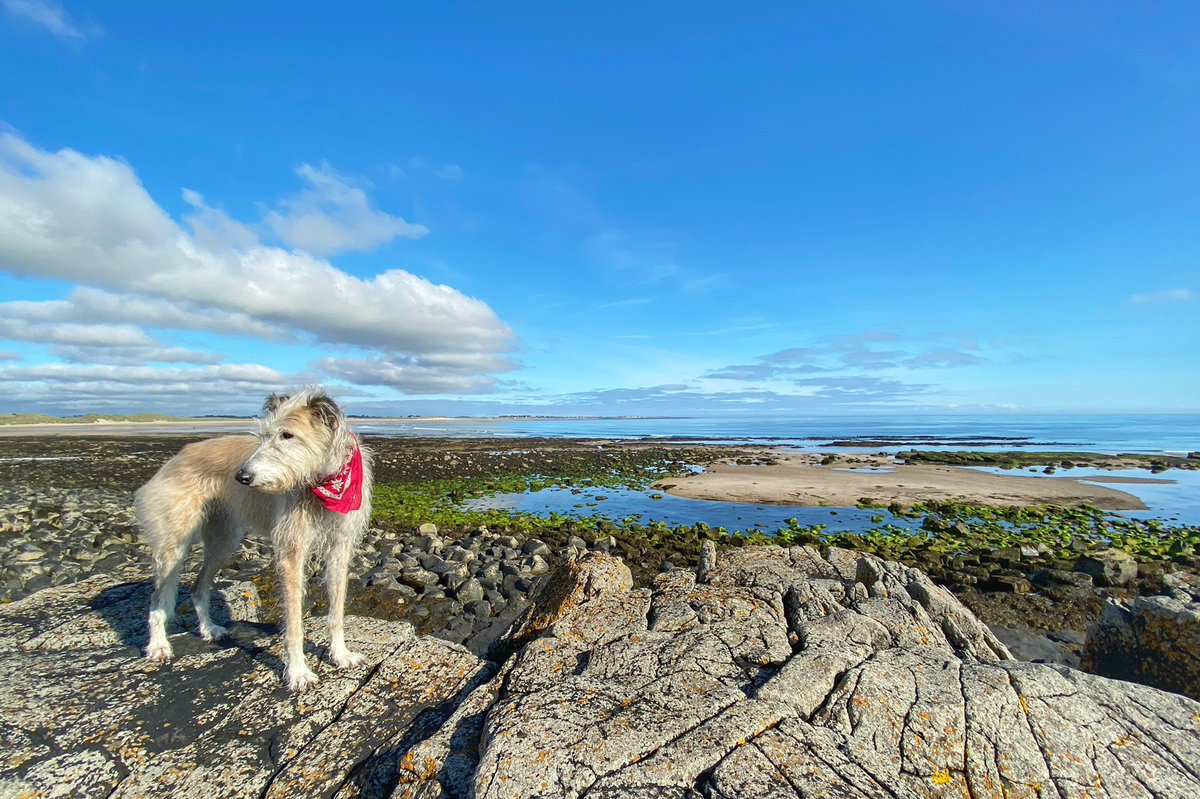 DaisyOfNland's tweet photo. Nice and sunny today 🐶❤️☀️ https://t.co/7Tqcl8GuuX