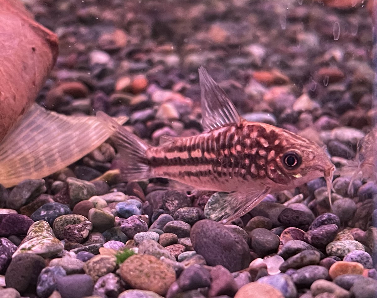 コリドラスナポエンシス