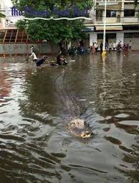 DisasterAnimals's tweet image. We love this! It’s like disaster #FlatStanley!

We’re also waiting for the city alligators to appear…
#DisasterAnimals