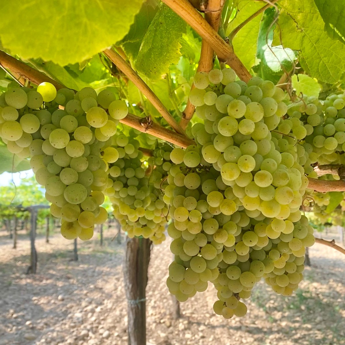 Bodegas La Val tweet media