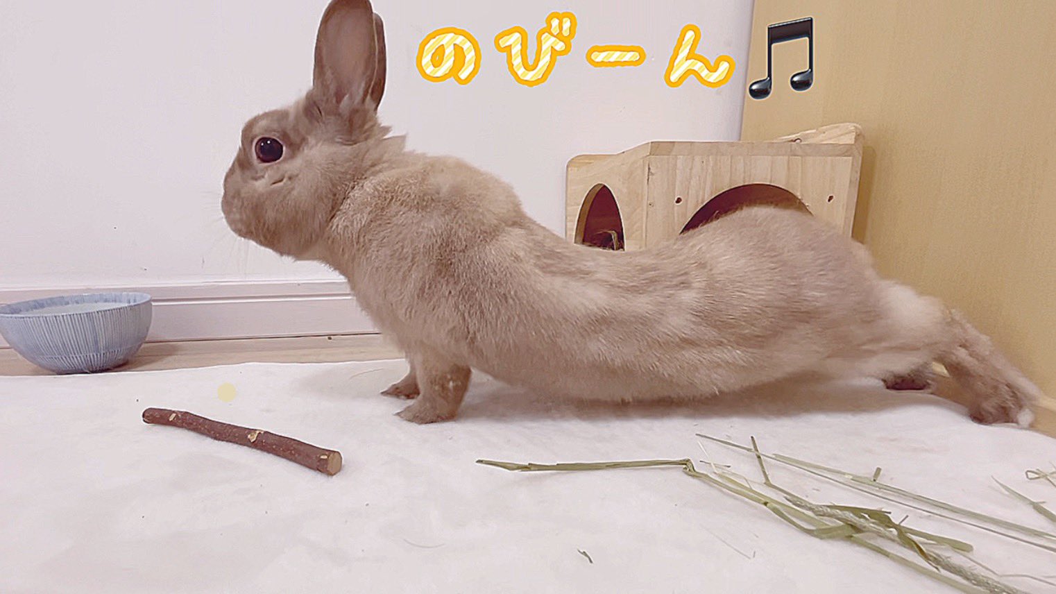 うさぎのコロたん Usaginokorotan Twitter