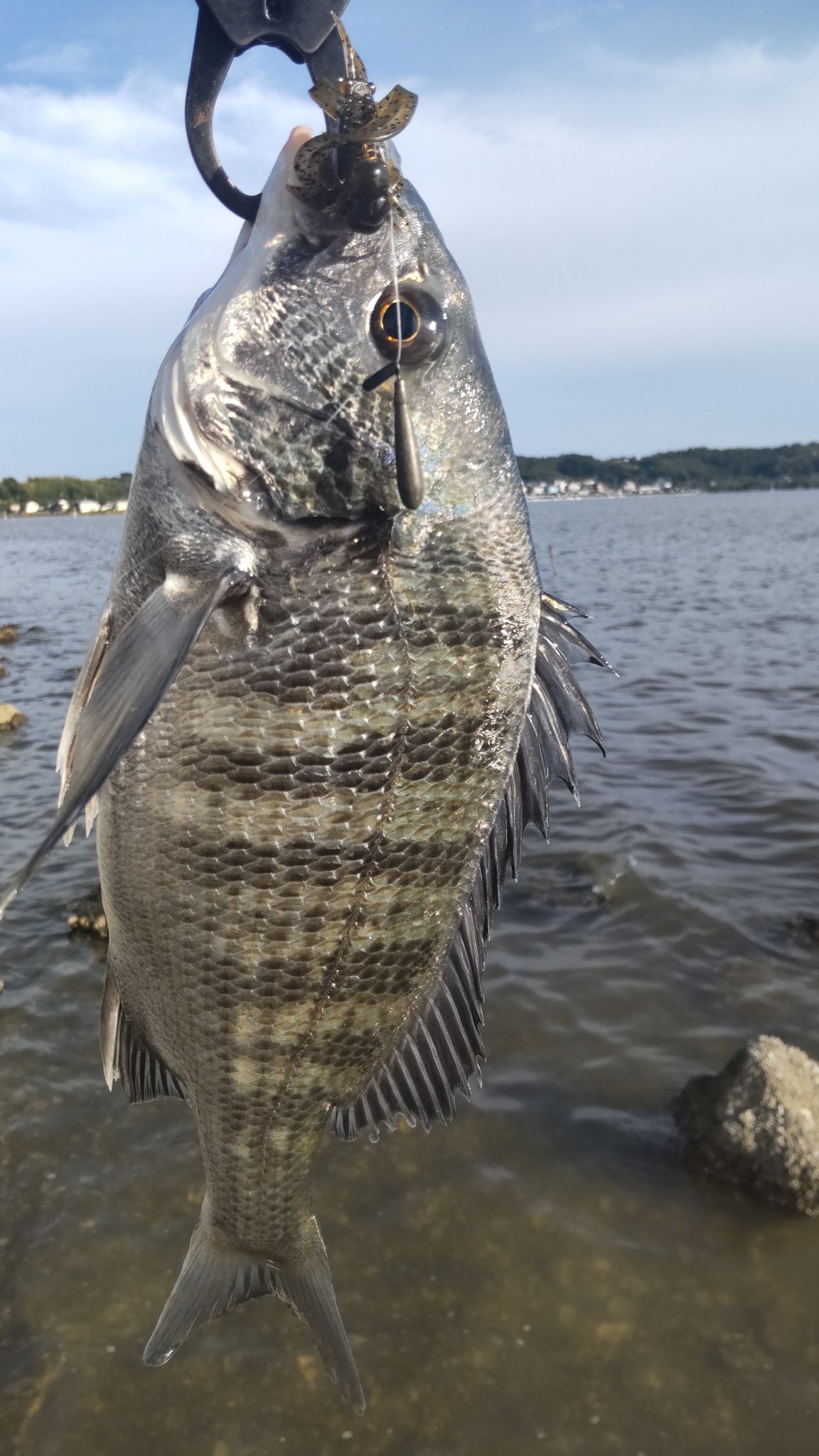 まじ釣りshin 浜名湖 Majiturishin Twitter