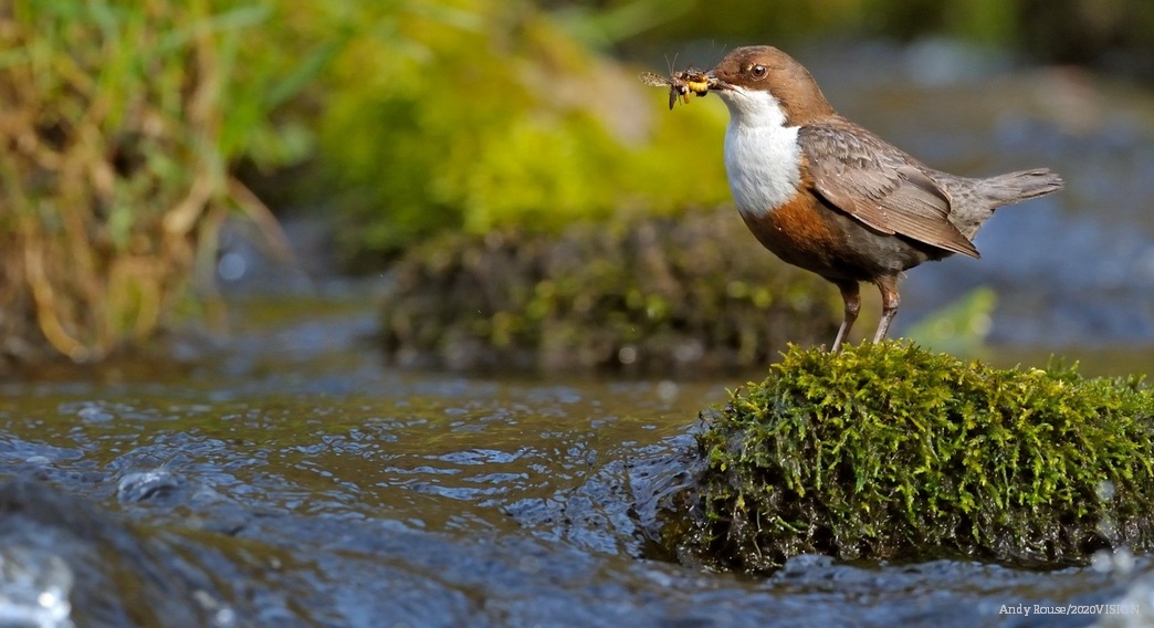 WildlifeTrusts's tweet photo. Pollution is devastating the River Wye.  
Chemicals from chicken farms are entering the river along with other waste. If this continues, the fish will go followed by the kingfishers, dippers, and herons. 
Please help us demand action!! 👇 
https://t.co/VLi5PF1hqA https://t.co/ROQ0EnuOjf
