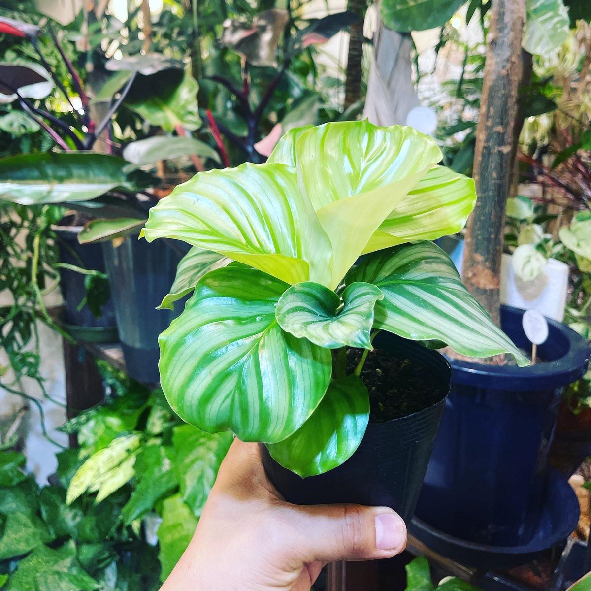 Hanaseikatsu Hanaseikatsu ジャングルコレクション 武農園さんのカラテア オルビフォリア入荷致しました 観葉植物 インテリアグリーン インテリア 札幌 サッポロ 観葉 観葉植物好き 観葉植物インテリア 観葉植物のある暮らし 観葉植物のある生活