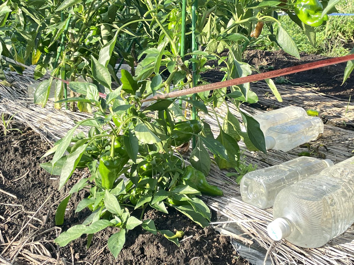 更新剪定 更新剪定