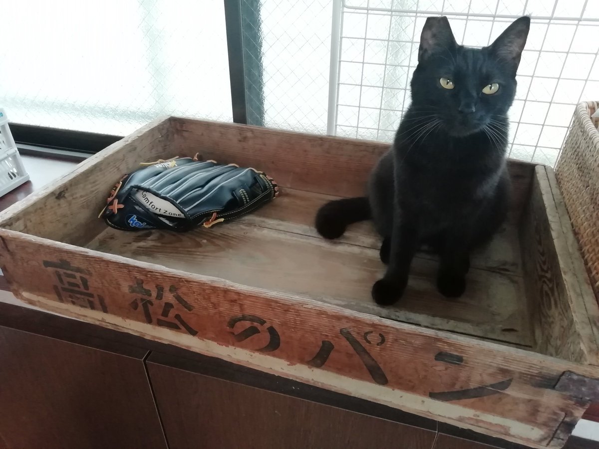 保護猫カフェ ネコリパブリック東京お茶の水店 ネコリパハウス高円寺 です 高松のパン T Co 6k8fmlgcsh ご支援宜しくお願い致します ネコリパハウスほしいものリストはこちら T Co 5vfgwkocwy ネコリパハウス月額