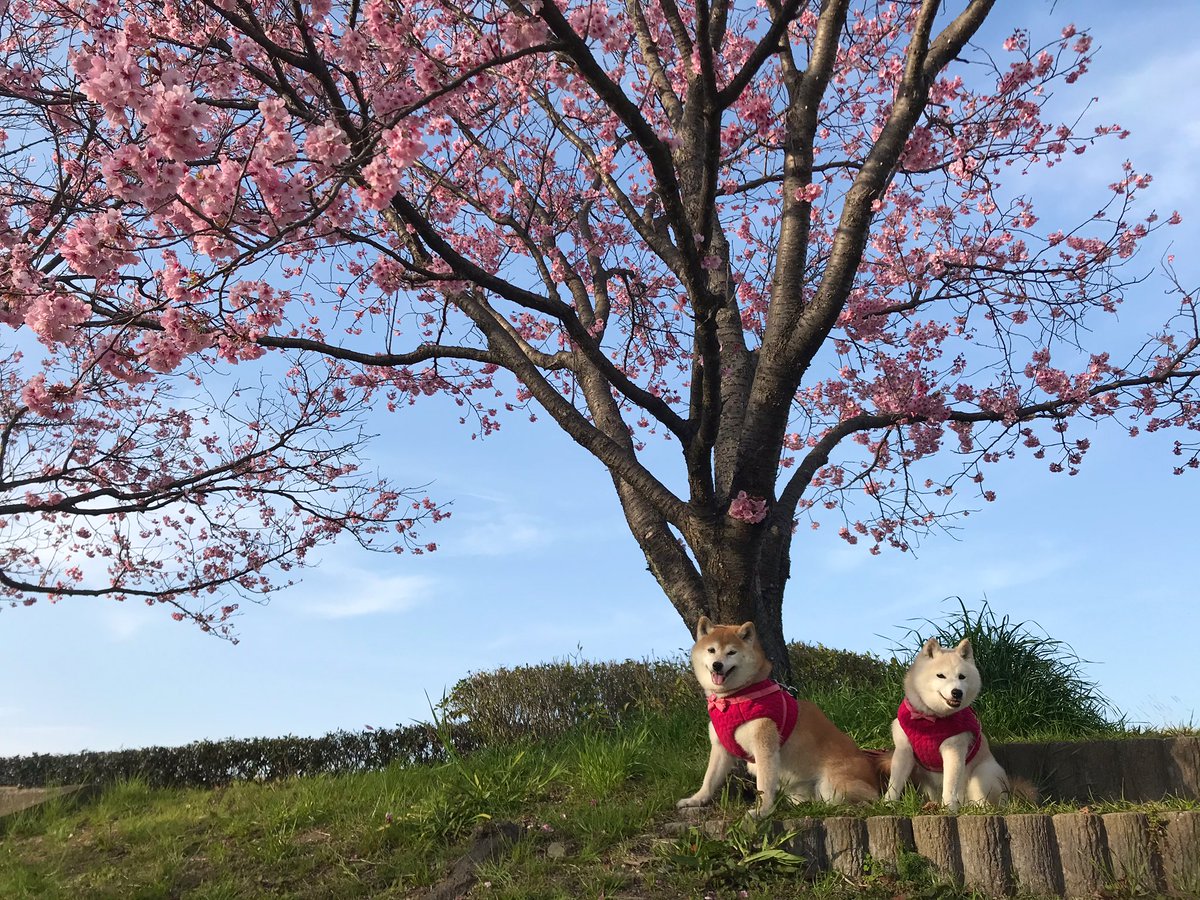 柴犬 空 くう 音 おと 桜シリーズ続きます お散歩コースの桜だワン 21年3月 笑顔を皆に届け隊 春散歩 お散歩大好き 桜 春 お花見 柴犬 Shibainu 柴犬 空 くう 音 おと 桜シリーズ続きます お散歩コースの桜だワン 21年3月 笑顔を皆に届け隊 春散歩 お散歩大好き 桜 春 お花見 柴犬 Shibainu