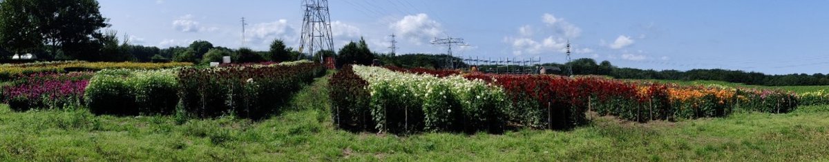 KleinCuba's tweet photo. Dahlia's staan er mooi bij voor #corsofestival #Vollenhove https://t.co/4jy3b2fWnG