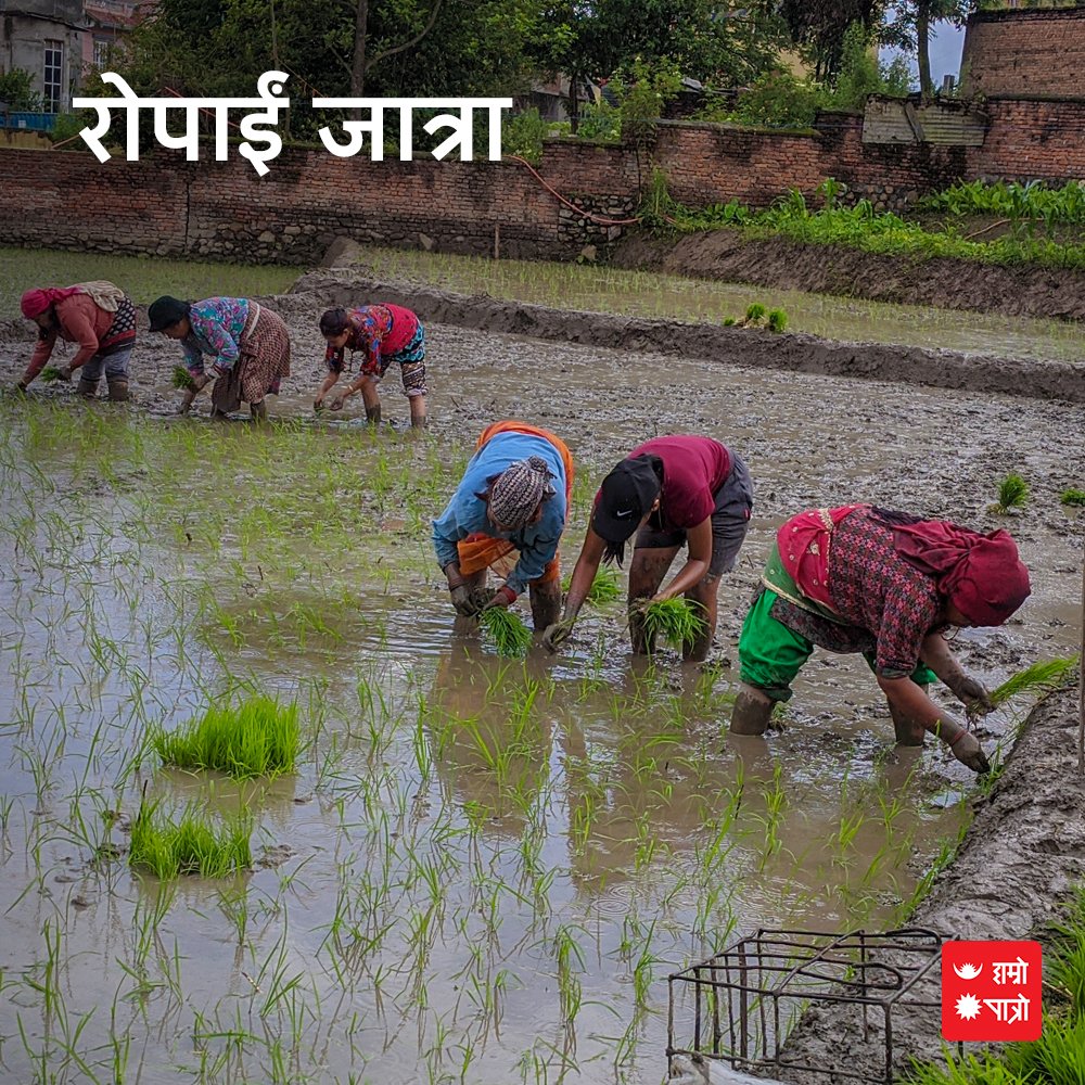 hamropatro's tweet photo. हाम्रो कृषिप्रधान देशको किसानहरुको सबै भन्दा ठुलो चाड "रोपाइँ" सकिएको उपलक्ष्यमा आजको दिन खुशीयाली स्वरुप देशका विभिन्न स्थानमा रोपाइँ जात्रा मनाइन्छ। यस देशका सबै दाजुभाई दिदीबहिनीलाई आजको दिनको विशेष शुभकामना। आजको दिनको हर्ष आउदा वर्षहरुमा थप बढ्दै जाओस्।
#HamroPatro
#Ropai https://t.co/INoM54z4O0