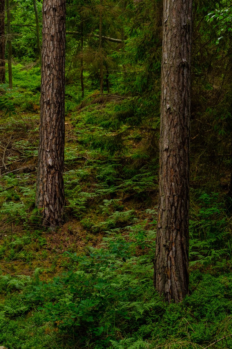 Visiting some pine tree groves.

#NaturePhotography #landscapephotography #photographer  #forests #photo #photography