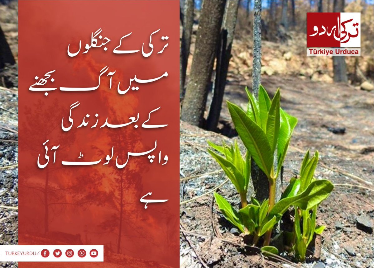 ترکیہ اردو tweet media