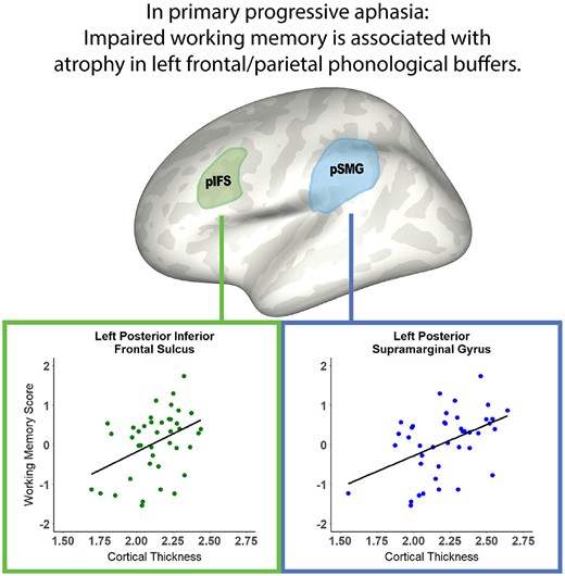 @BrainComms (@braincomms) on Twitter photo Miller et al. found that working memory performance correlates with cortical thickness in the left supramarginal gyrus and left posterior inferior frontal sulcus in patients with primary progressive aphasia. bit.ly/2XEwQhu
<a href="/BU_Tweets/">Boston University</a> Miller et al. found that working memory performance correlates with cortical thickness in the left supramarginal gyrus and left posterior inferior frontal sulcus in patients with primary progressive aphasia. bit.ly/2XEwQhu
<a href="/BU_Tweets/">Boston University</a>