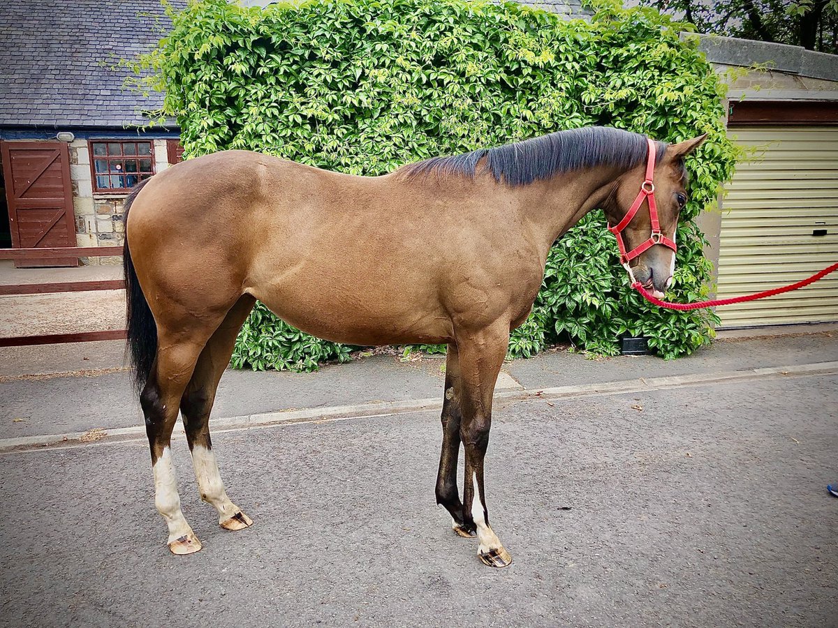 NormileBen's tweet photo. Anyone looking for a yearling filly, out of Royal Ascot placed Kodiac mare by Pearl Secret - likely to be early, sharp and very fast!!!  🐎🎉 Message me!!! https://t.co/BPWva8NNL8